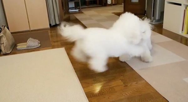 飛びつくビション・フリーゼ