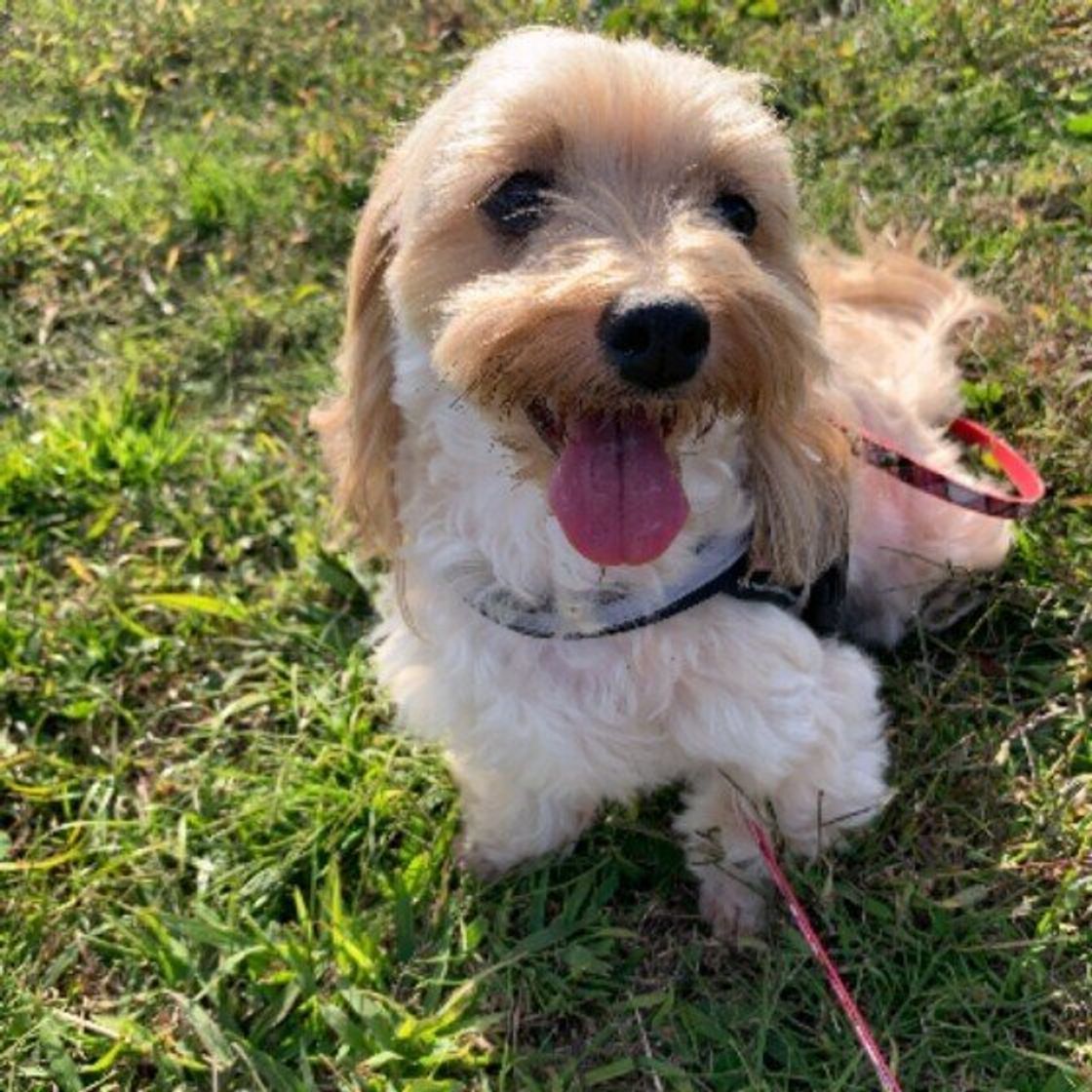 犬は家族を順位付けする は古い カン違いされがちな犬の生態 いぬのきもちweb Magazine 犬は家族を順位付けする は古い カン違いされがちな犬の生態 いぬのきもちweb Magazine