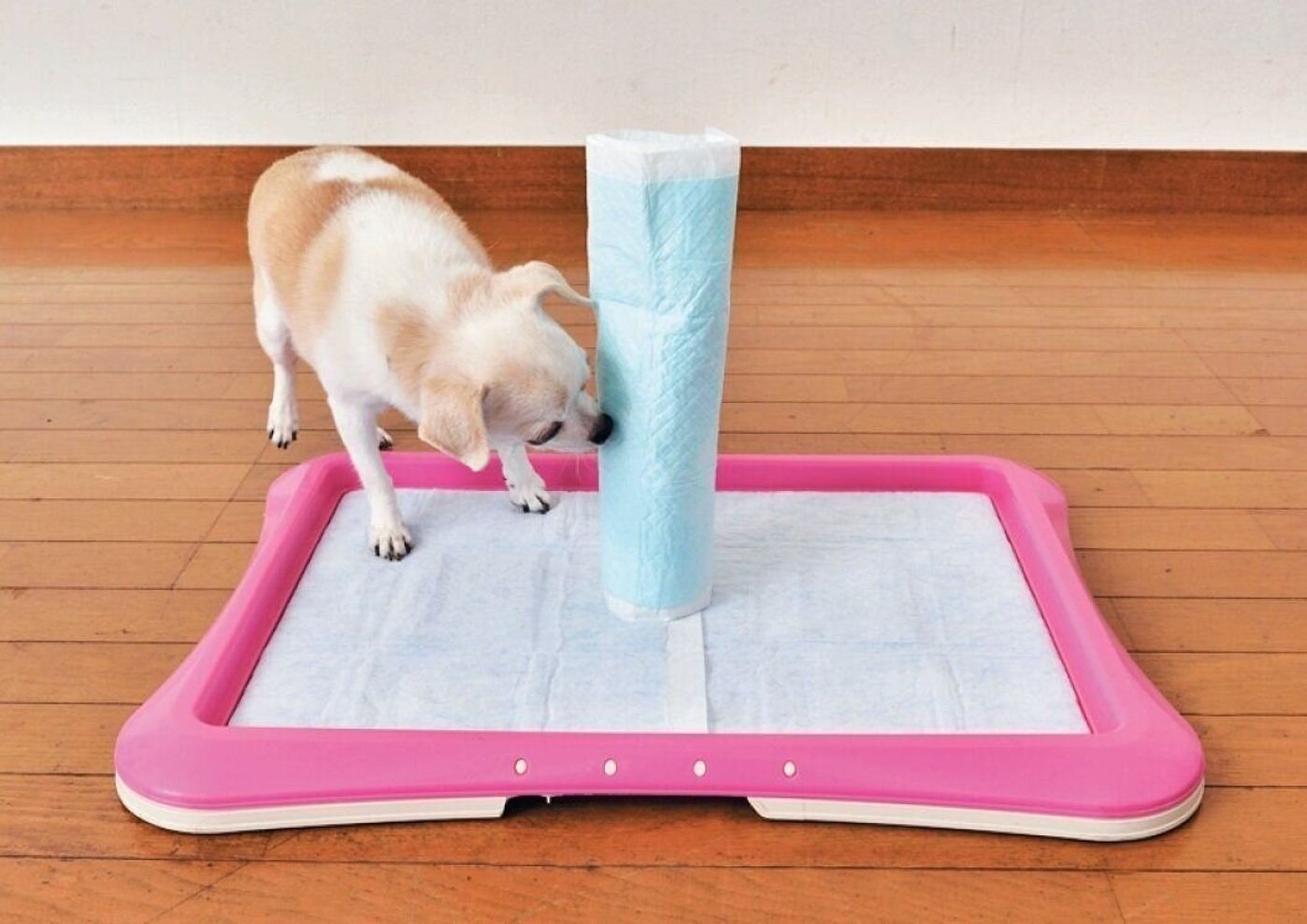 案外カンタン 犬のトイレのはみ出しを直すコツはこれ いぬのきもちweb Magazine 案外カンタン 犬のトイレのはみ出しを直すコツはこれ いぬのきもちweb Magazine