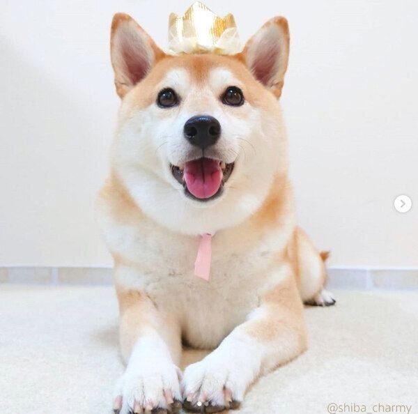 見つめるチャーミーちゃん