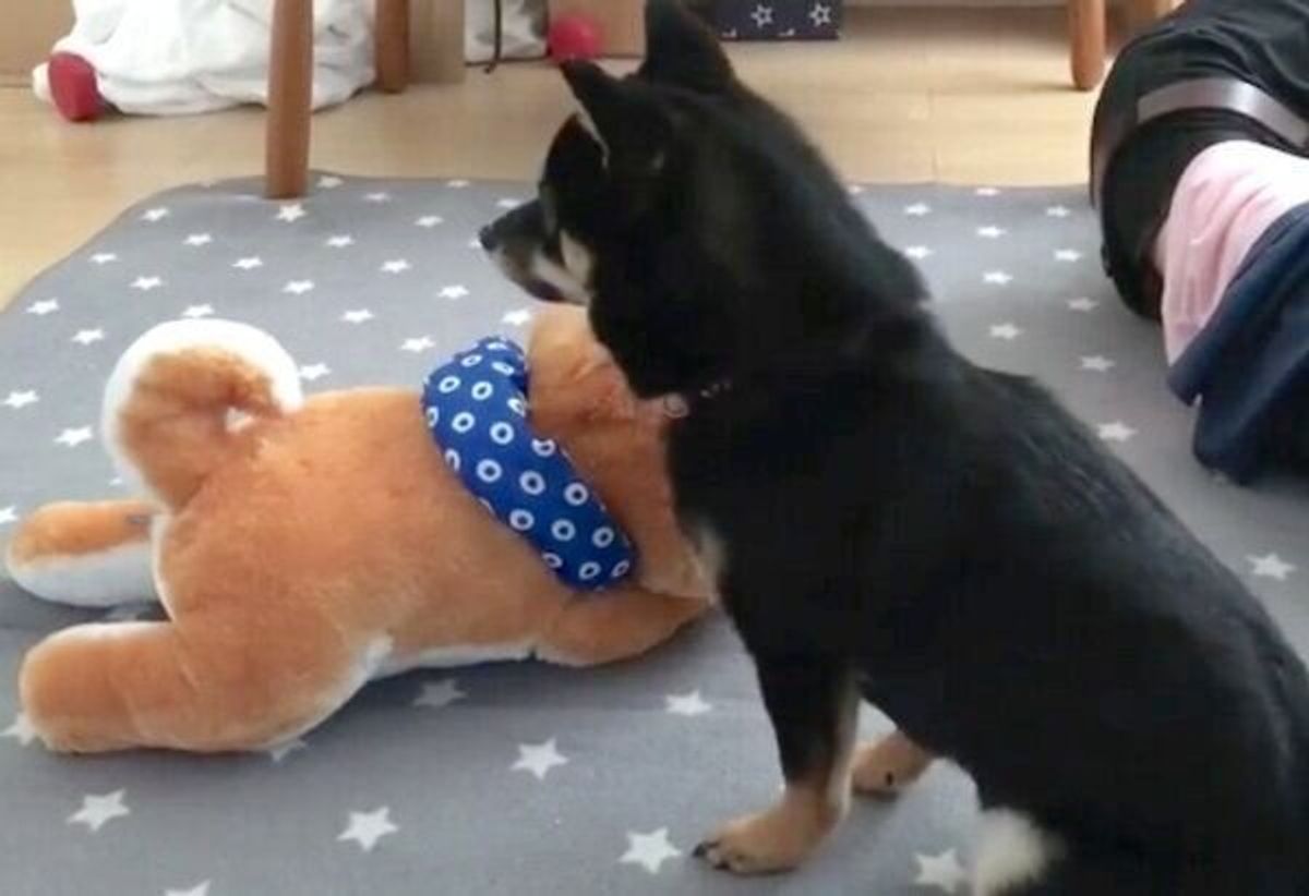 柴犬のぬいぐるみをプレゼントしてもらった犬 やっぱり な反応が可愛すぎた いぬのきもちweb Magazine 柴犬のぬいぐるみをプレゼントしてもらった犬 やっぱり な反応が可愛すぎた いぬのきもちweb Magazine