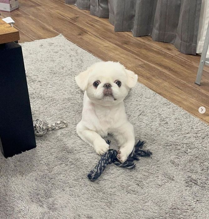 飼い主さんの顔を見上げるこむすびくん