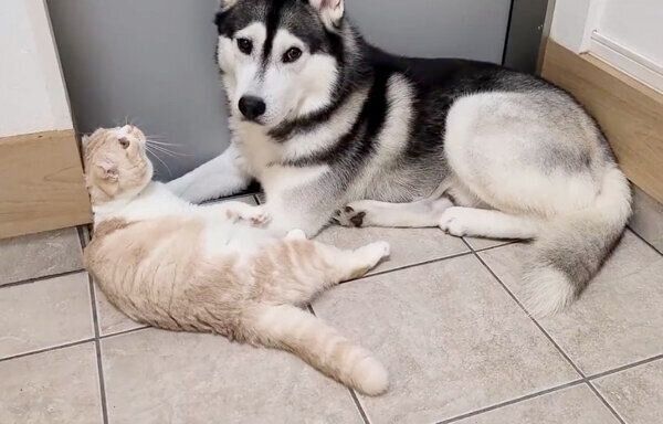 玄関でまったりするはっちゃん、じゅんちゃん