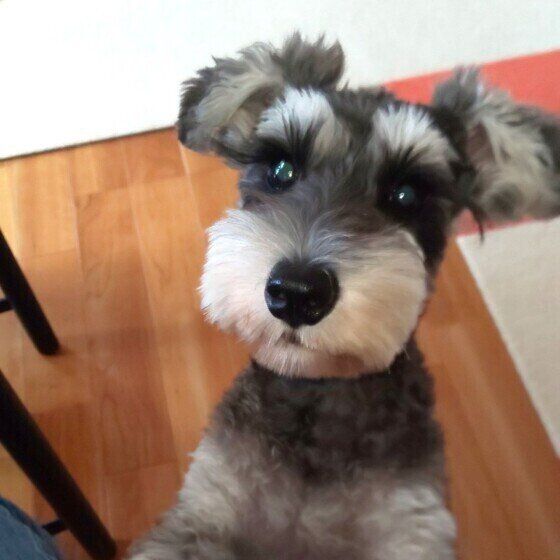 おやつを待つミニチュア・シュナウザー