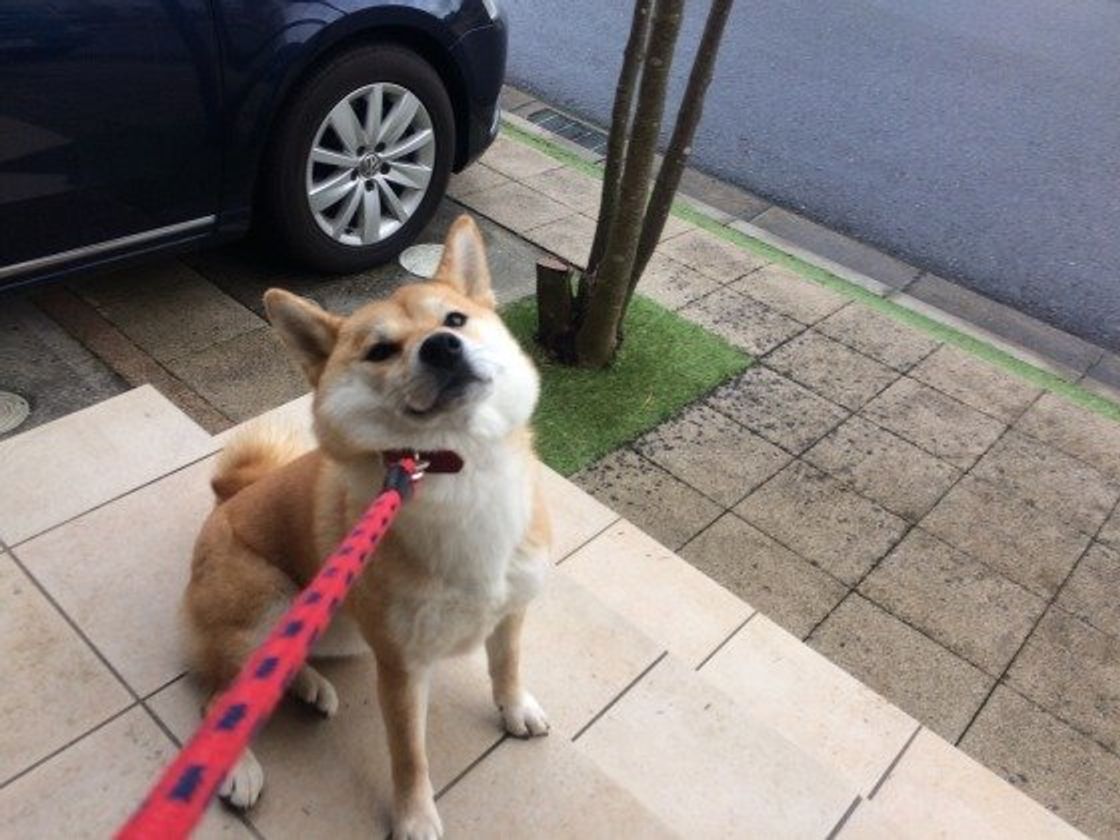 柴あるある 散歩に行きたくない 帰りたくない 拒否する犬の行動 いぬのきもちweb Magazine 柴あるある 散歩に行きたくない 帰りたくない 拒否する犬の行動 いぬのきもちweb Magazine