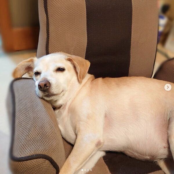 まったりするはなこちゃん