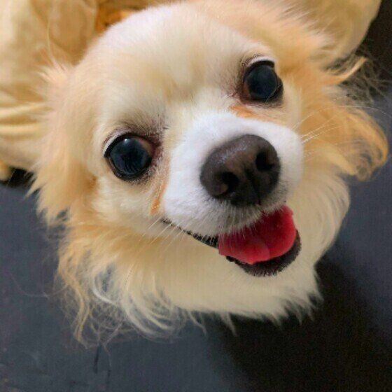 ドッグフードの切り替えを成功させるポイント いぬのきもち