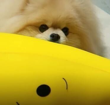 かまってアピールをする バナナのクッション を華麗にスルーし続けるポメラニアン いぬのきもちweb Magazine