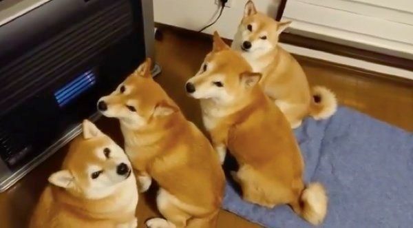 ストーブの前を占拠するくるみちゃん、れんくん、ゆずちゃん、すずちゃん