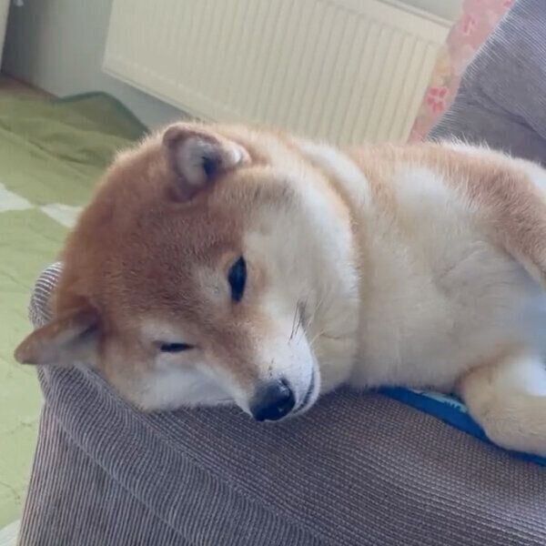 くつろぐハルちゃん