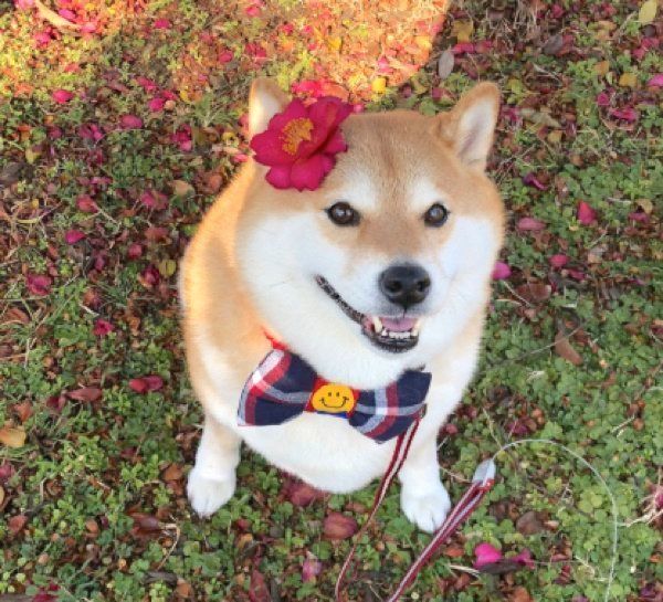 微笑むハナちゃん