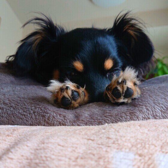 Ｍｉｘ（雑種）小型犬のシュカちゃんの肉球