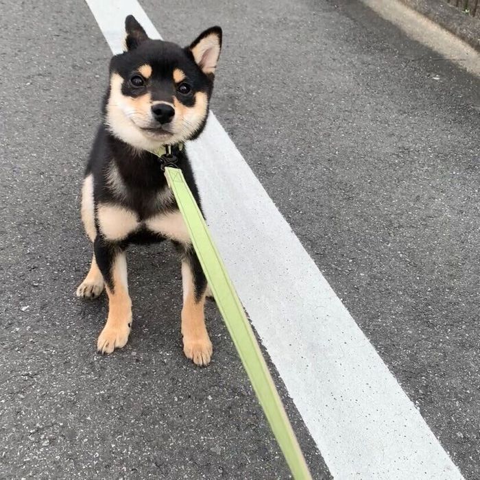 拒否柴をするサスケくん