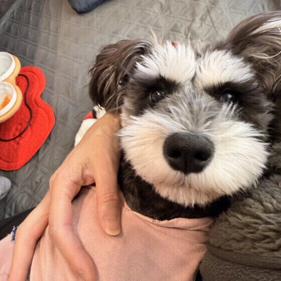 甘えんぼ中のワンちゃん