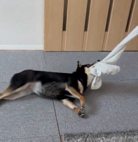 タオルを離さないななちゃん（柴）
