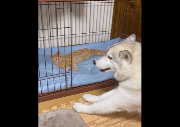 レンちゃんにケージを占領されてしまったユキちゃん