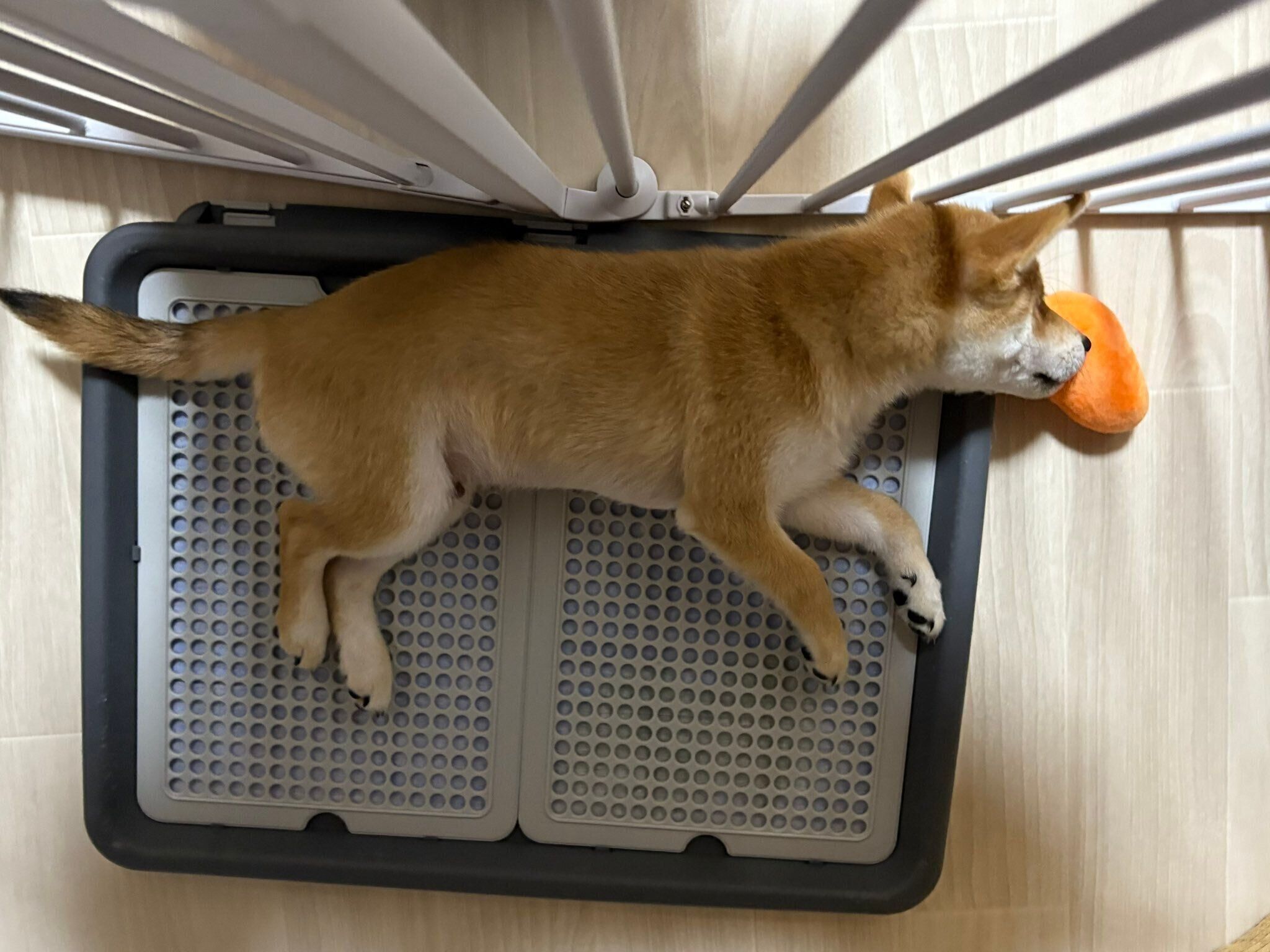 生後3カ月頃の柴犬