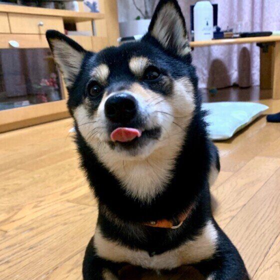 ペロッと舌を出す柴
