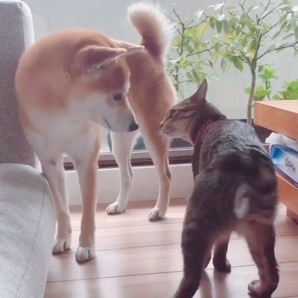 仲直りするHaluくんとMugiくん