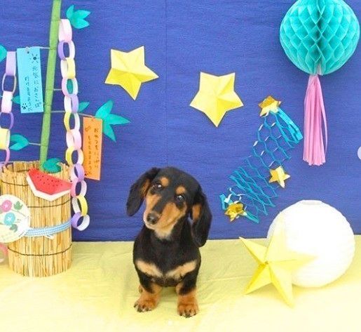 七夕の飾りとダックスフンド