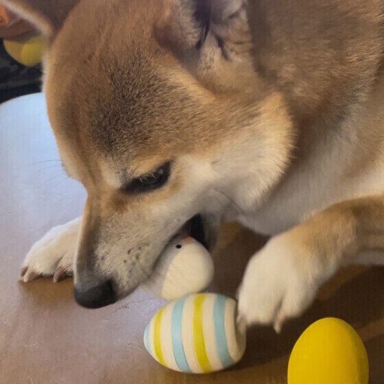 おもちゃで遊ぶ柴のぽんたくん