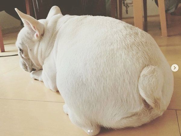 くつろぐマシューくん