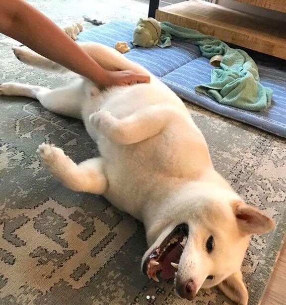 なでてもらう福来くん