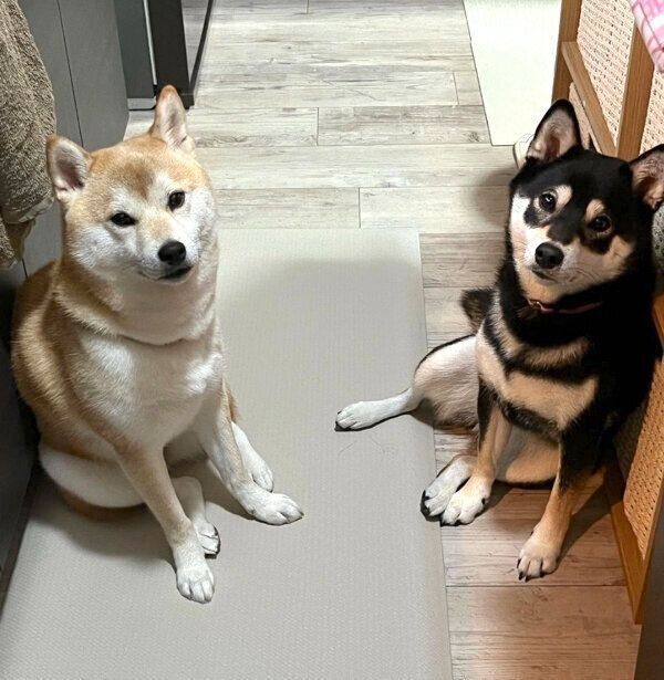 真顔で見てくる豆ちゃんと小豆ちゃん