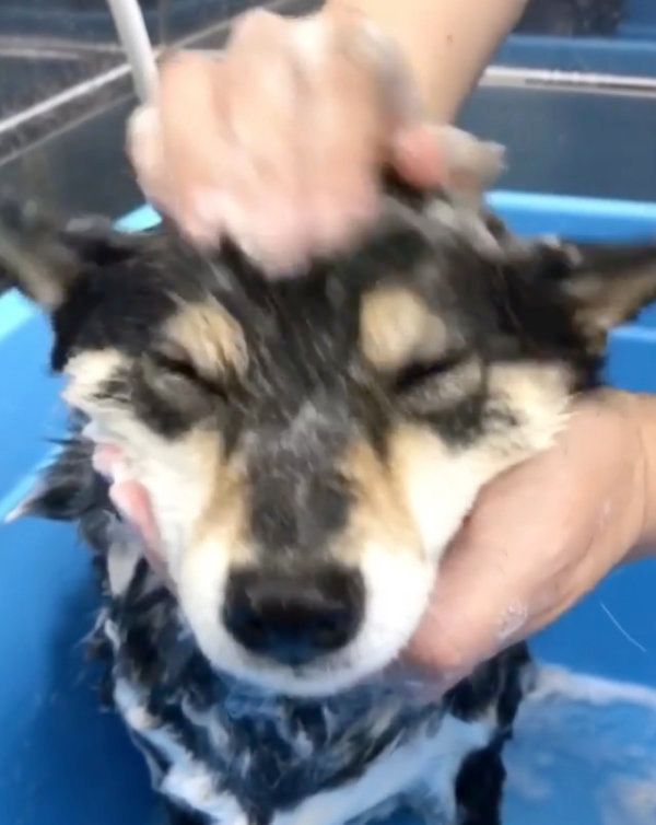 シャンプーをする豆柴