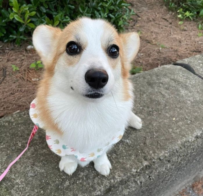 散歩を楽しむぱんちゃん