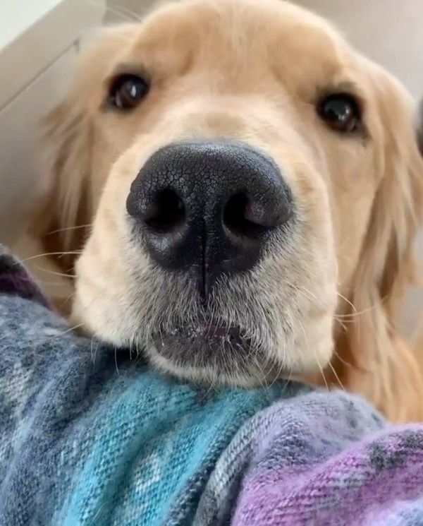 「お仕事断固反対運動」をするコメちゃん