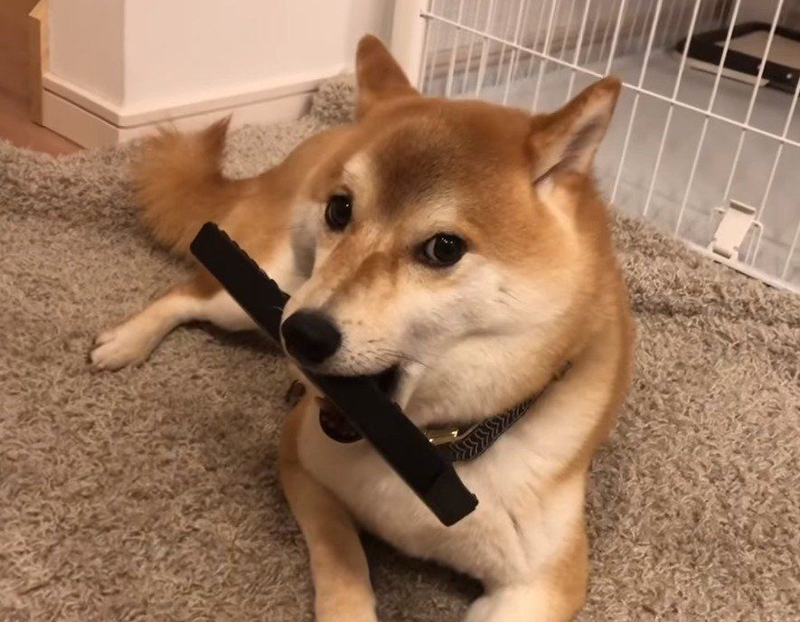 リモコンをくわえる犬