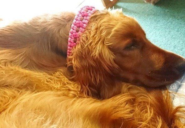 獣医師に聞いた 犬はすねるの 犬のふて寝画像とともに解説 いぬのきもちweb Magazine