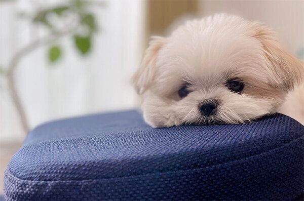 まったりするみかんちゃん