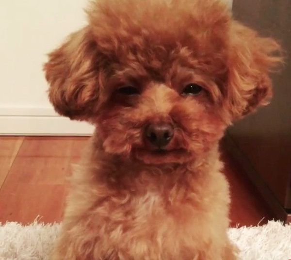 睡魔に耐える犬