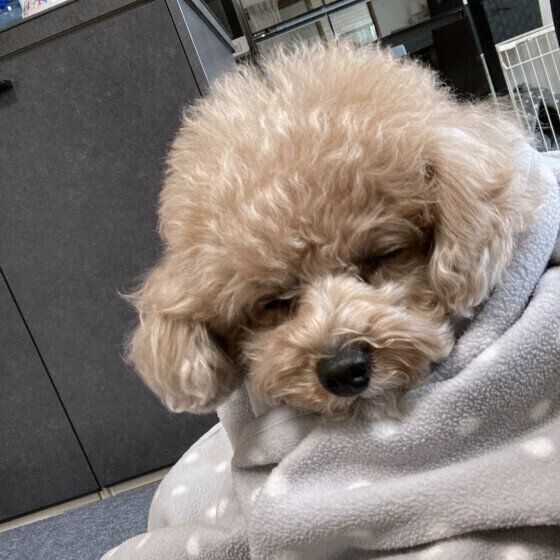 トイ・プードルのせいこちゃん