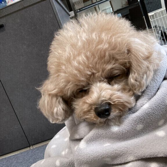 トイ・プードルのせいこちゃん