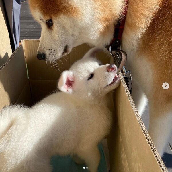 白ちゃんを見つめる福くん