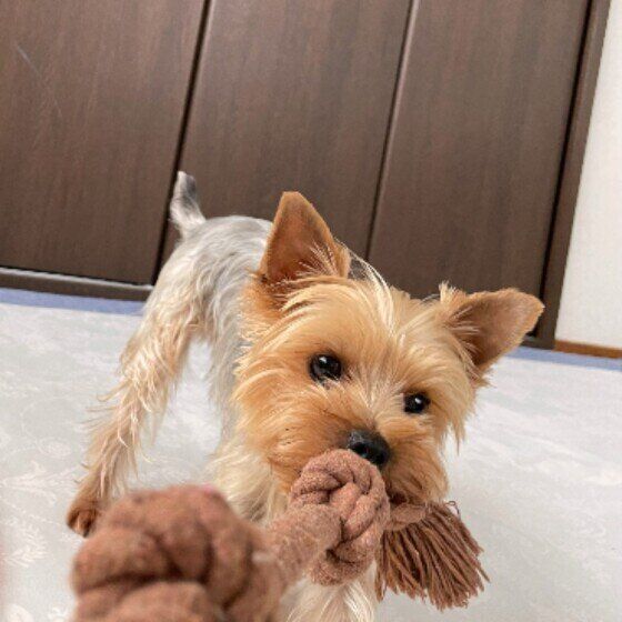 ヨークシャー・テリアのてんちゃん