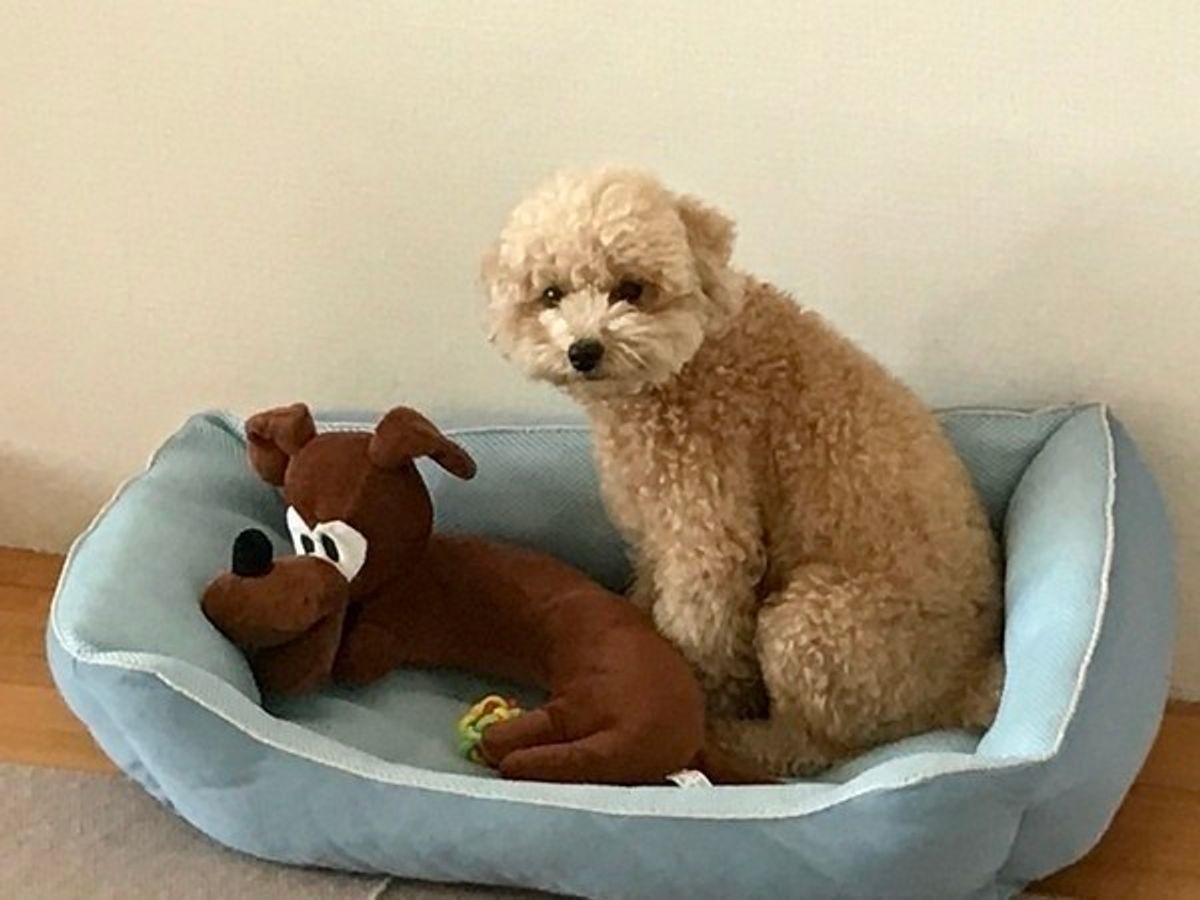 キャラメルみたい おいしそうな茶色のワンちゃん大集合 いぬのきもちweb Magazine キャラメルみたい おいしそうな茶色のワンちゃん大集合 いぬのきもちweb Magazine