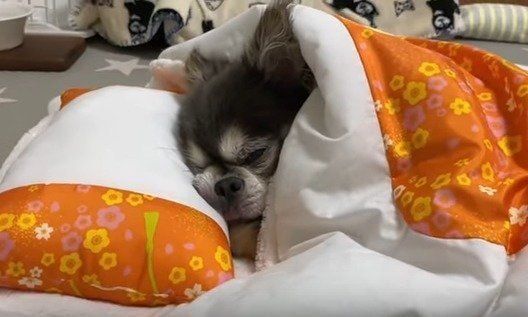 ラズおじさん　チワワ