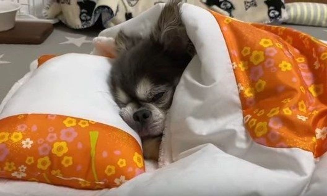 ピッタリサイズの布団で眠るチワワがまるでおじさんのよう いぬのきもちweb Magazine ピッタリサイズの布団で眠るチワワがまるでおじさんのよう いぬのきもちweb Magazine