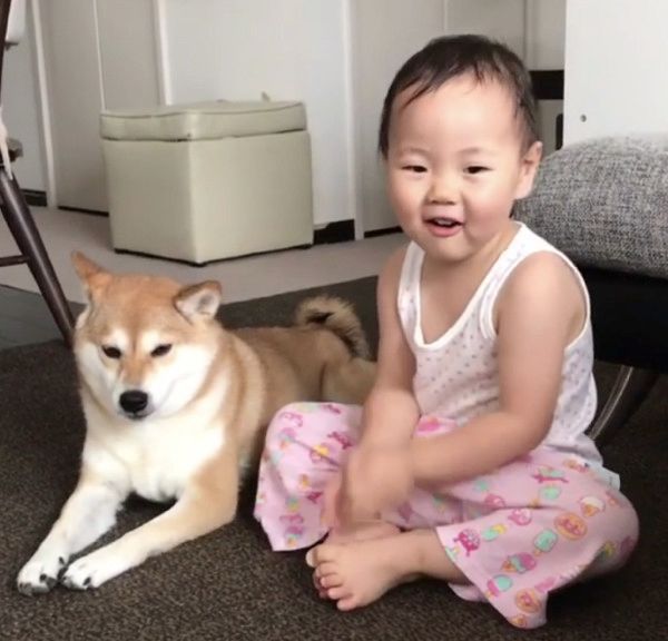 お誕生日をお祝いされる柴犬