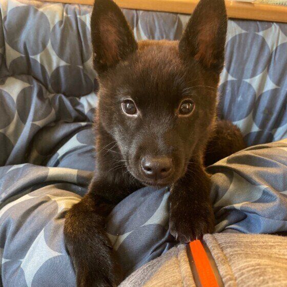 甲斐犬のさぶくん