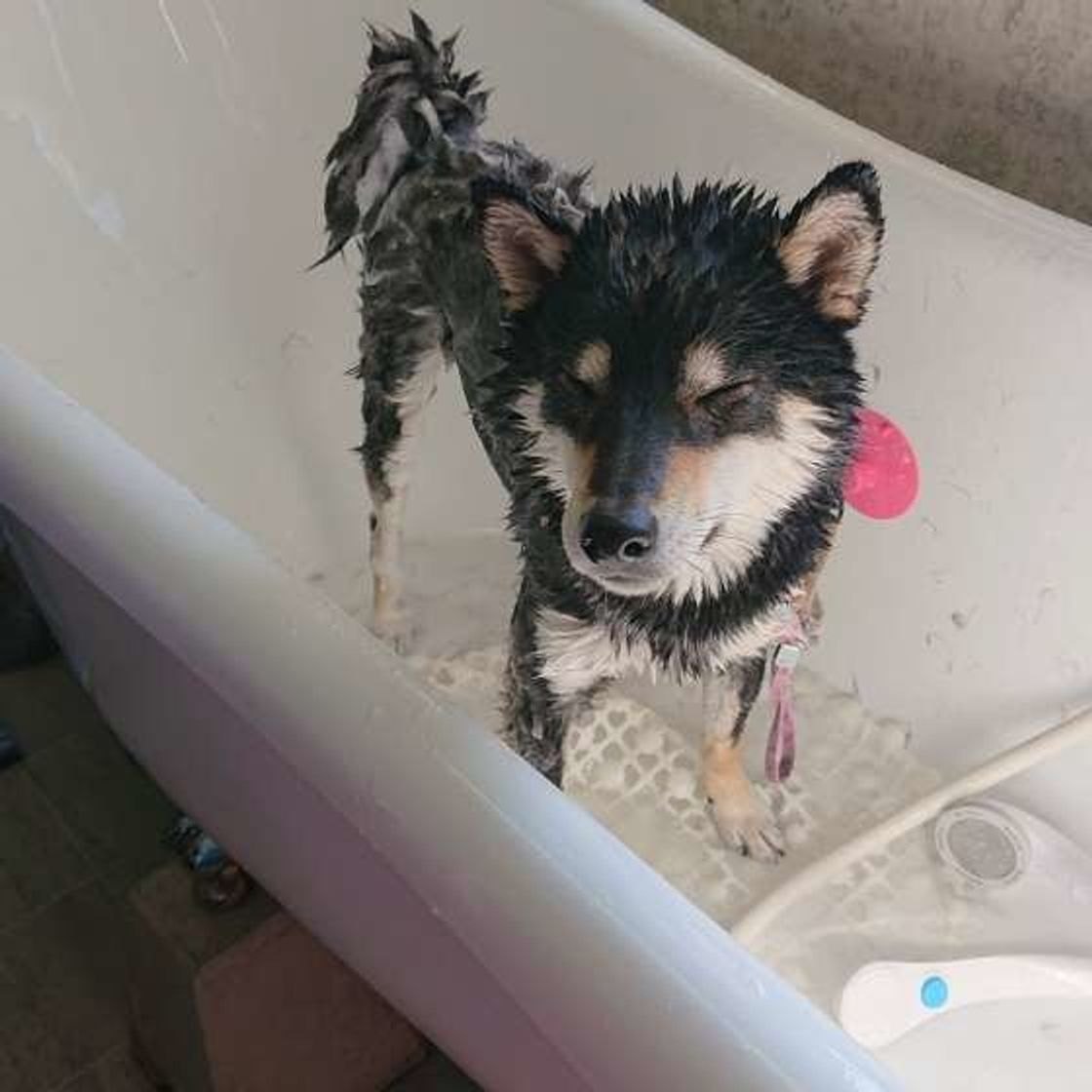 時短 スムーズ 愛犬を嫌がらせない シャンプーの裏ワザ まとめ いぬのきもちweb Magazine 時短 スムーズ 愛犬を嫌がらせない シャンプーの裏ワザ まとめ いぬのきもちweb Magazine