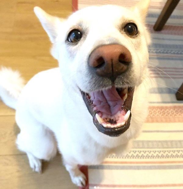 元保護犬・ルルちゃん