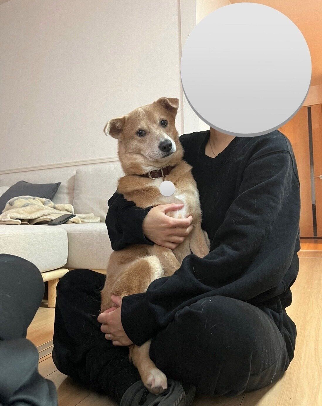 飼い主さんにくっつくあさぎちゃん