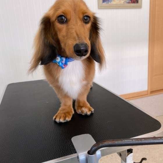 トリミングしたダックスフンド