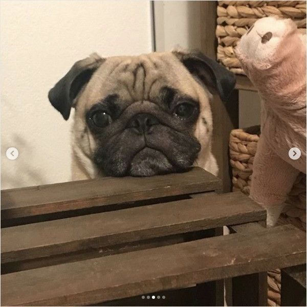 知らんぷりワンコ