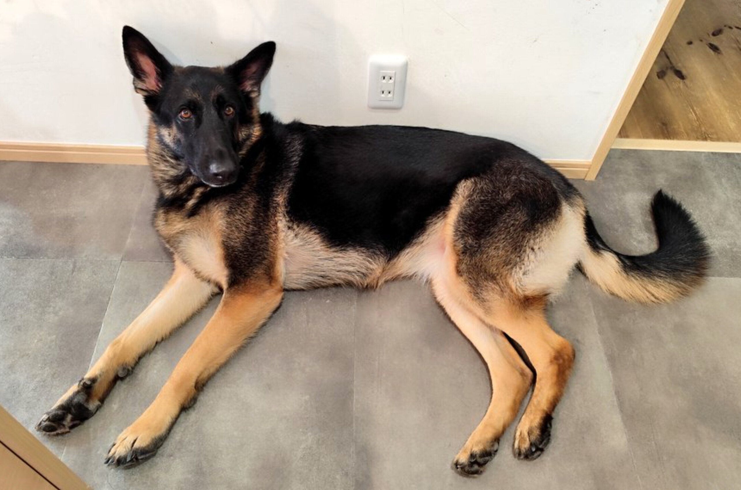 まったりするミラちゃん